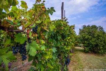scorcio di una vigna lungo il percorso